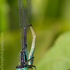 Insects 1259