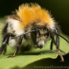 Insects 1634b