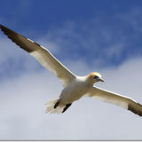 Saltees Gannet