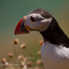 Saltees-2014 0169
