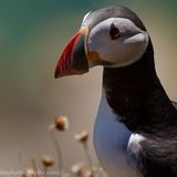Saltees-2014 0174