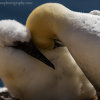 Saltees-2014 0518