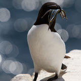 Razorbill