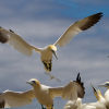 Gannet #1