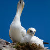 Gannet #2