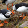 Saltees-June-2013 0146