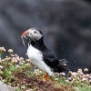 Saltees-June-2013 0195