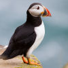 Saltees-June-2013 0328