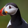 Saltees-June-2013 0477