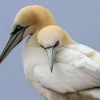 Saltees-June-2013 0887