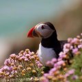 Saltees-June-2015 0130