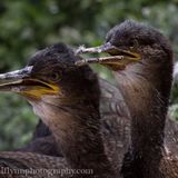 Saltees-June-2015 0398