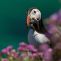 Saltees-June-2015 1728
