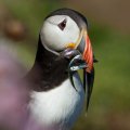 Saltees-June-2015 1759