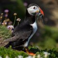 Saltees-June-2015 1873