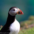 Saltees-June-2015 2053