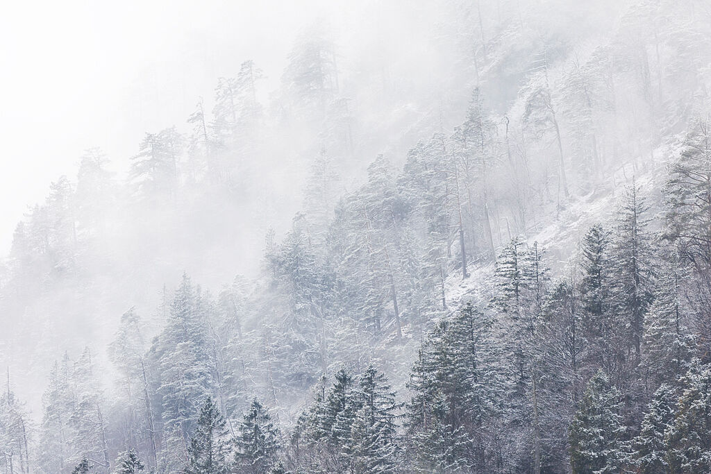 Snow Trees