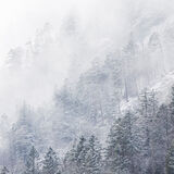 Snow Trees