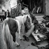 Tallow-Horse-Fair-2014 0386