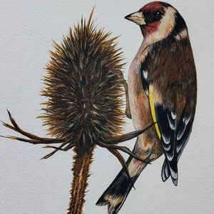 Vanessa Rhead Watercolour Painter