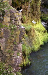 Cliff at North Broadhaven