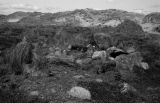 Iron Age hut circle, Forvie Nature Reserve