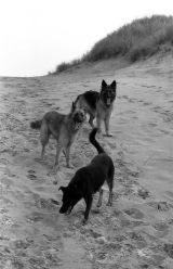 Menie Links