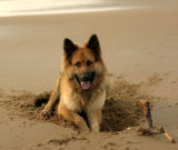 Digging on Forvie Sands