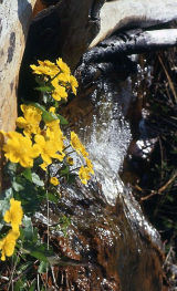 Celandines in spring