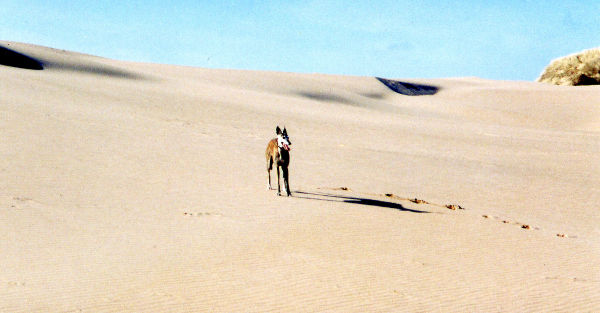 Sand sheet at Menie, 2006. The Menie story - Part 2