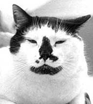 Scoobie, the resident mouser. He hunted in Benromach distillery.