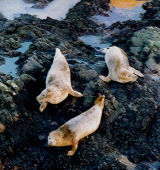 Seals at Whinnyfold