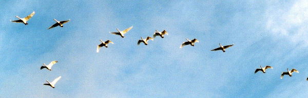 Skein of geese in flight