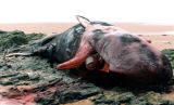 Dead sperm whale at Rockend