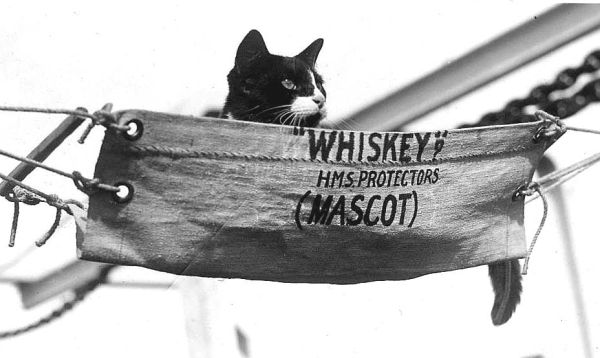 Whiskey in mini-hammock on HMS Protector