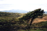 Windswept moors