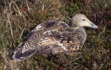 Eider nesting above Ythan estuary