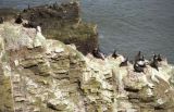 Shags fishing from rocks at Hackley Bay