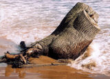 Tree trunk, Forvie Sands