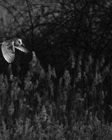 1st Place Hunting Barn Owl By Derek Walker