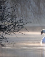 2nd Place Lone Swan by Derek Walker