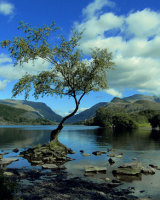 3rd Place Lone Tree Llanberis by Susan Cordiner