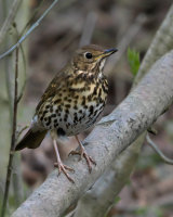 3rd Place Song Thrush in a Bush by Clive Pearson