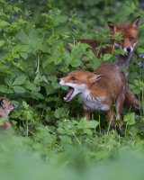 3rd Place The Fox Family by Derek Walker