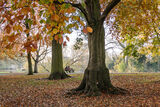 Autumn love by Silva Zenati