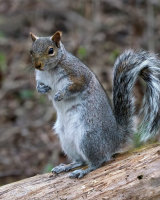 C Grey Squirrel by Clive Pearson