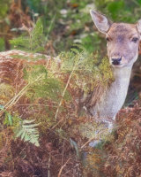 C Hiding in the Bracken by Kelvin Townsend