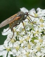 Commended Dagger fly Empis tessellata by Clive Pearson