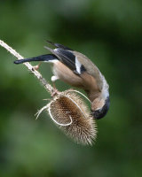 Commended Female Bullfinch by Derek Walker