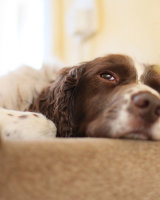 Commended Lazy George by Seetuck Yoong
